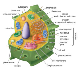 Plant cell diagram