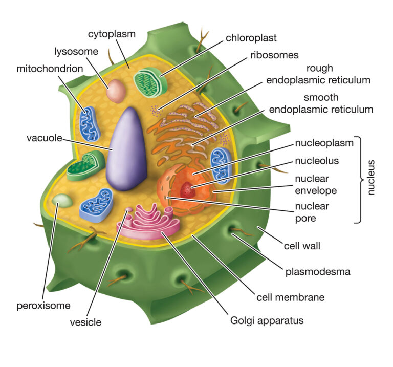 Plant cell diagram