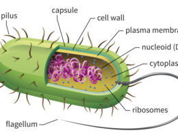 prokaryotic cell diagram