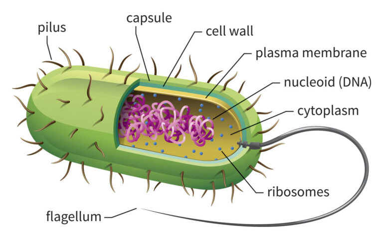 prokaryotic cell diagram