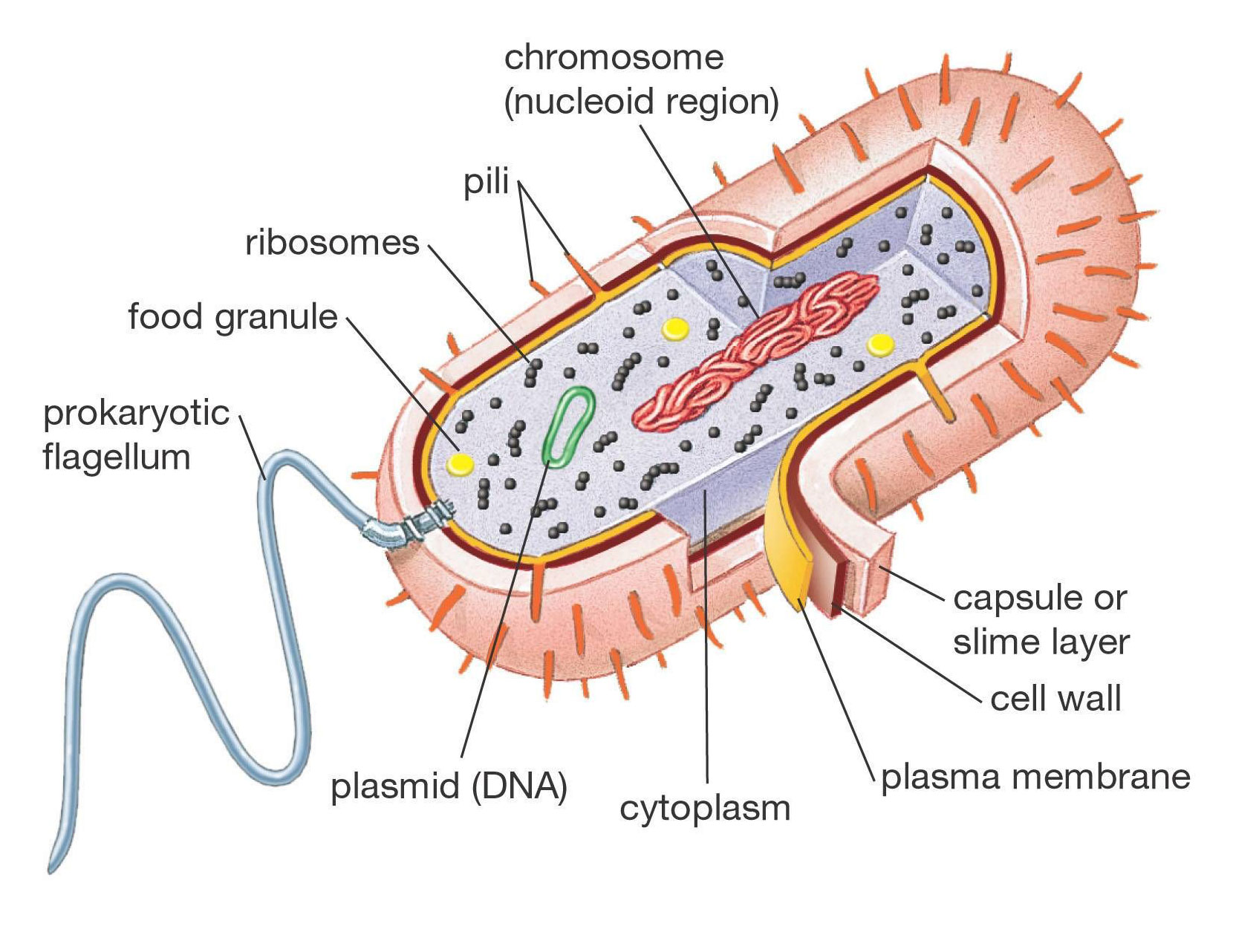 Какое строение у бактерий. Строение бактериальной клетки. Структура бактериальной клетки микробиология. Схема клетки бактерии. Строение бактериальной клетки клетки.