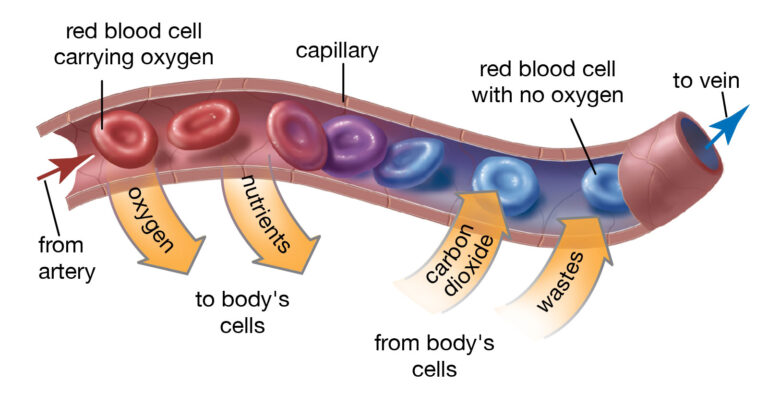 Red Blood cell diagram