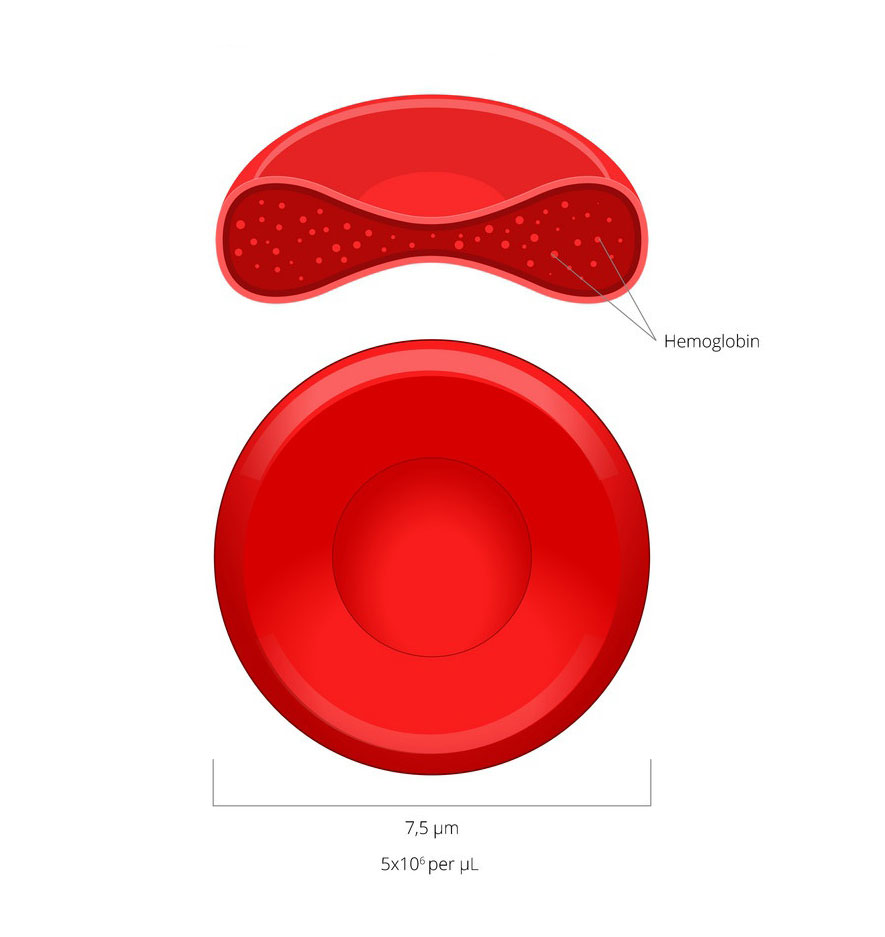 Red Blood cell diagram
