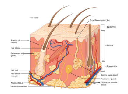 Skin diagram