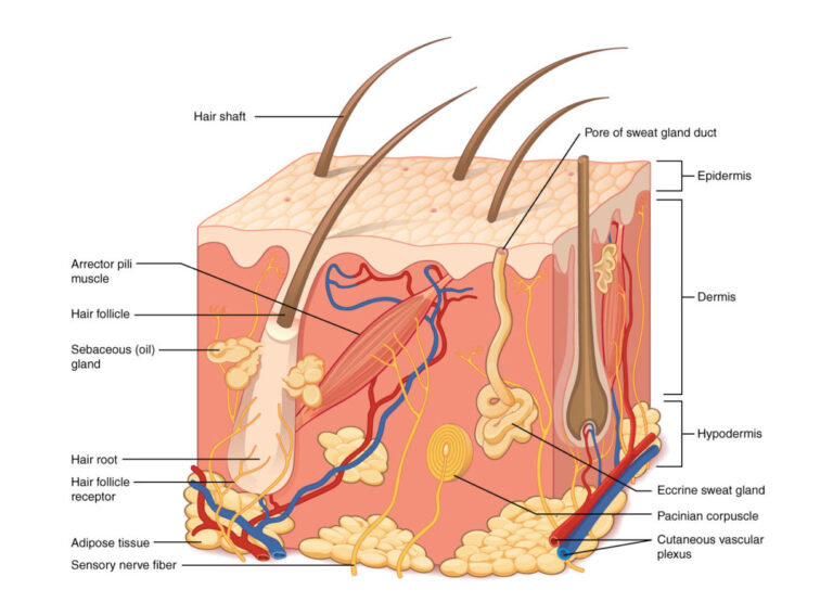 Skin diagram