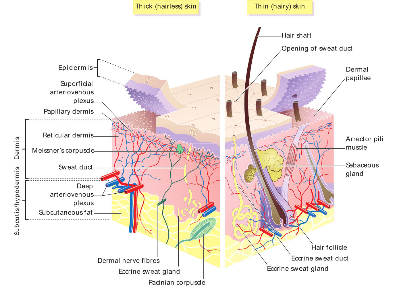 Skin Labeled Diagram Anatomy And Structure Skin Labeled Diagram Anatomy And Structure