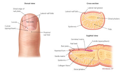 Finger Nail diagram