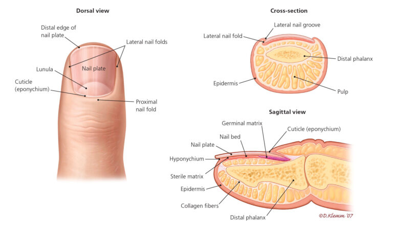 Finger Nail diagram