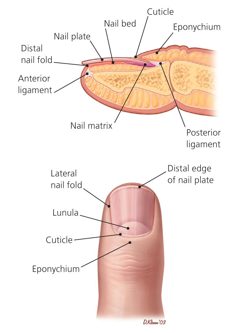 Finger Nail diagram
