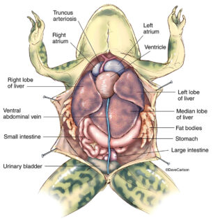 Frog Anatomy diagram