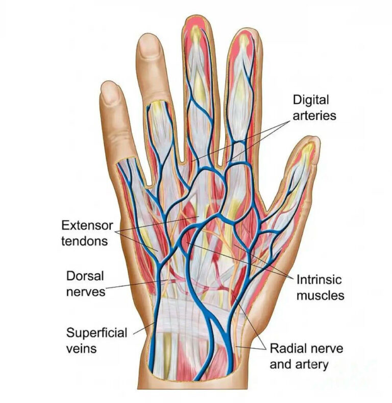 Hand Finger diagram