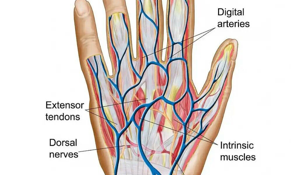 Hand Finger diagram
