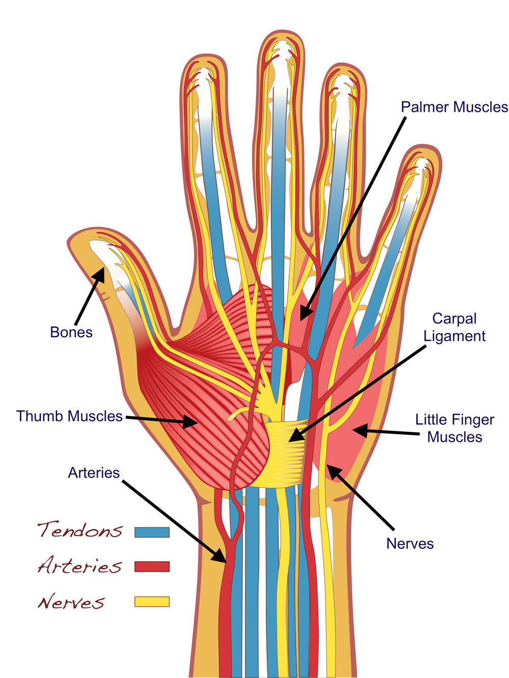 Hand Finger diagram