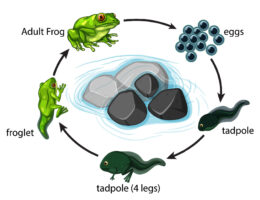 Life Cycle of a Frog diagram