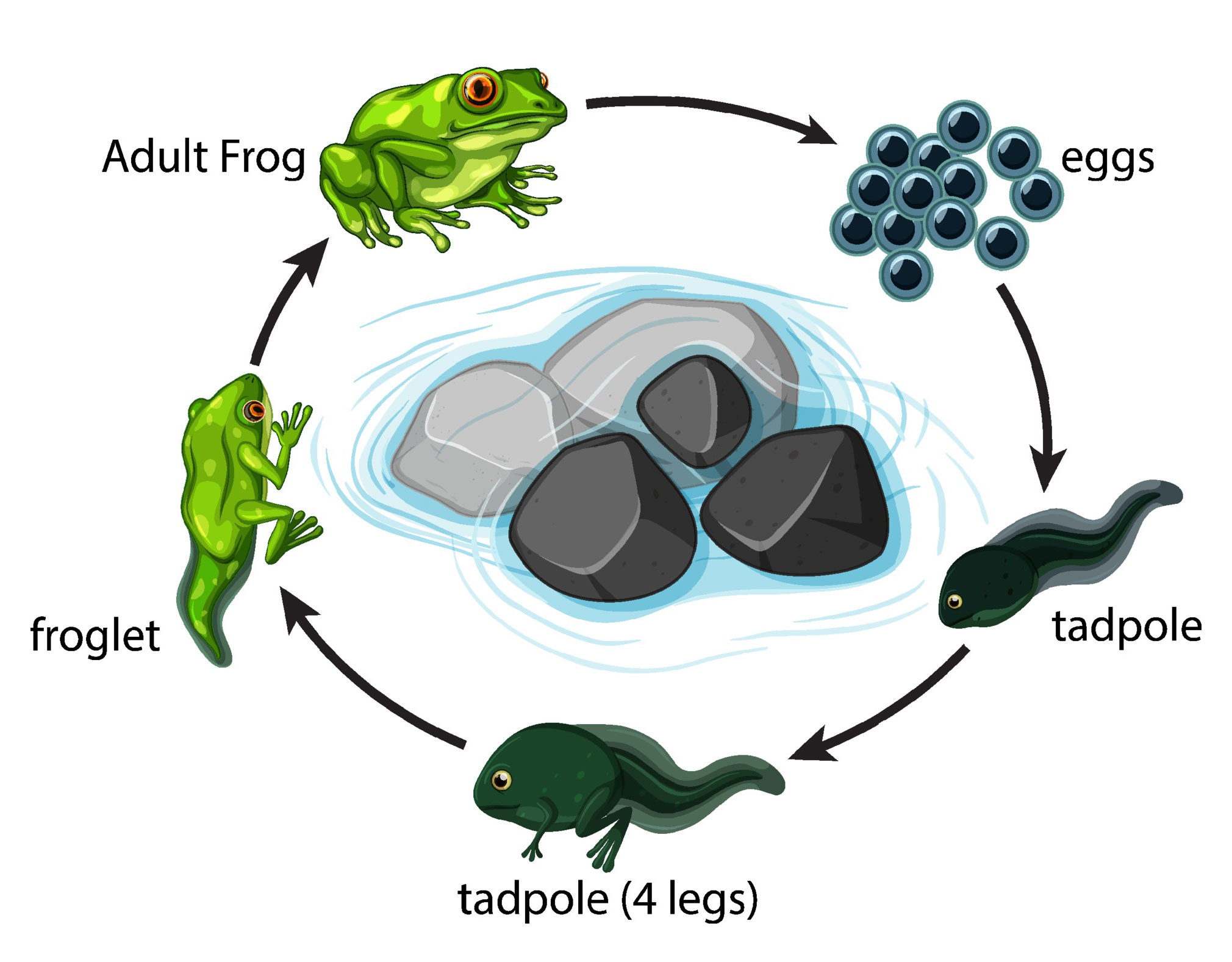 Life Cycle of a Frog Labeled Diagram