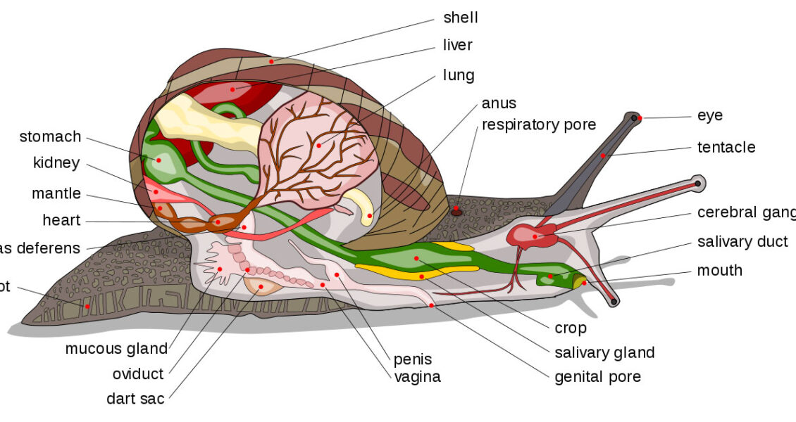 Snail diagram