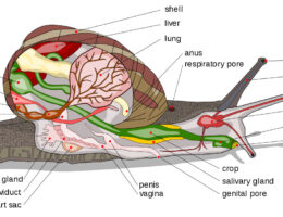 Snail diagram