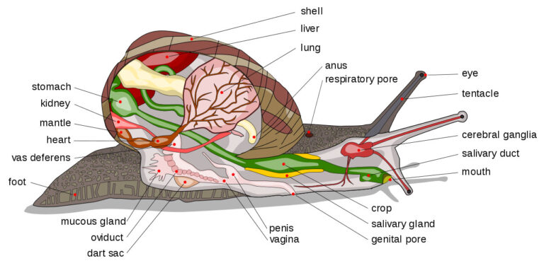Snail diagram