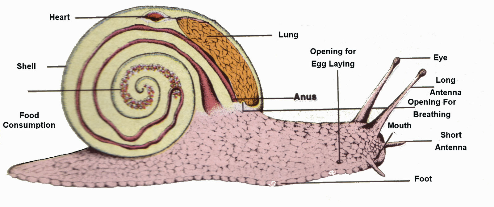 Анатомия улитки ахатины