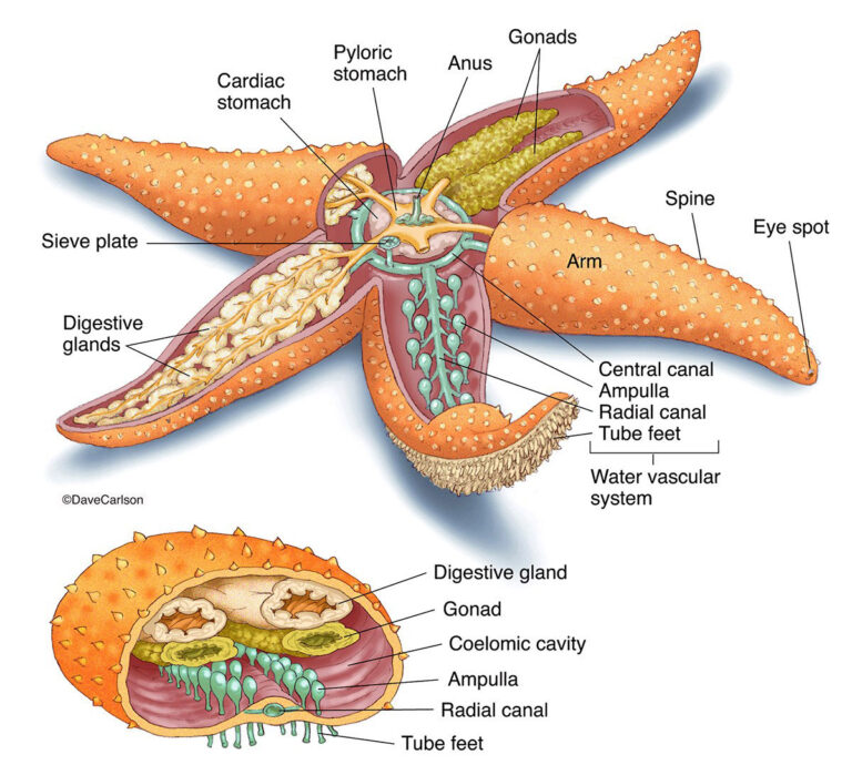 starfish diagram