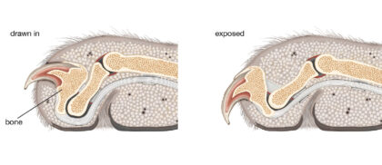 Cat claw diagram