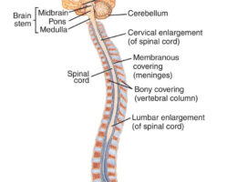 Central Nervous System diagram