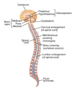Central Nervous System diagram
