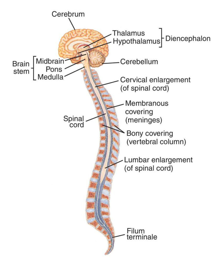 Central Nervous System diagram