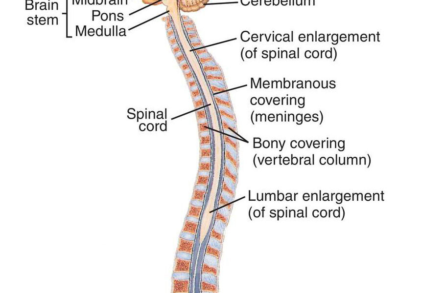 Central Nervous System diagram