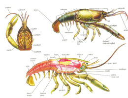 crayfish diagram