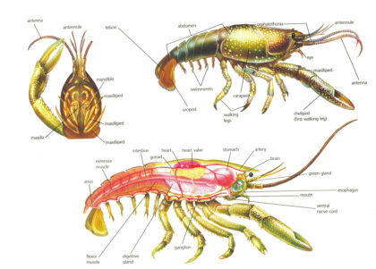 crayfish diagram