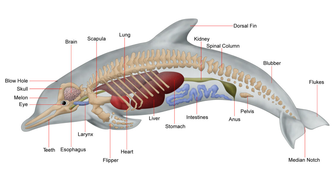 Dolphin diagram