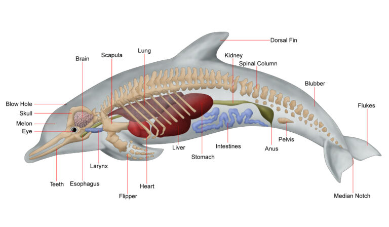 Dolphin diagram