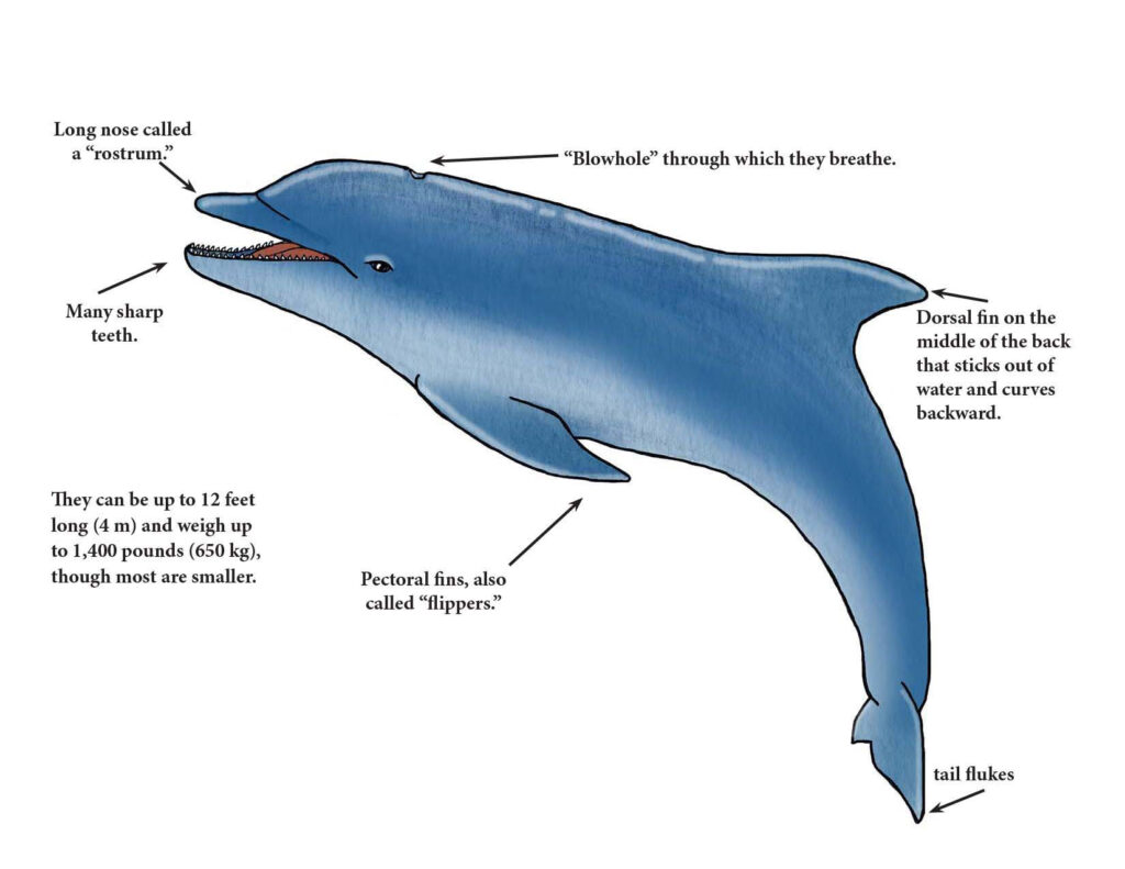 Dolphin api. Внутреннее строение дельфина Афалина. Дельфин анатомия. Рострум дельфина. Части тела дельфина.