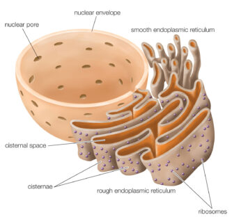 endoplasmic reticulum diagram