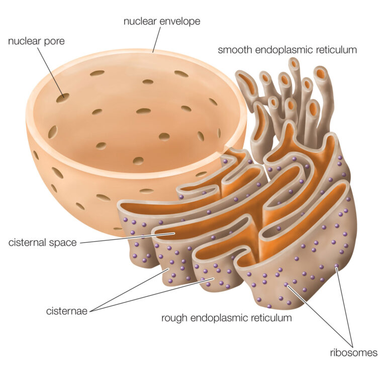 endoplasmic reticulum diagram