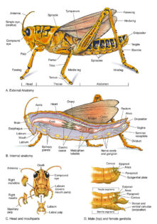 grasshopper diagram