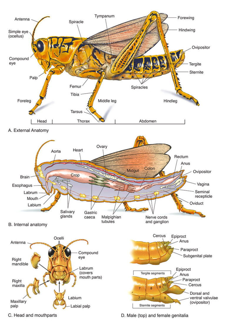 grasshopper diagram