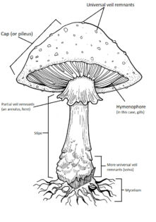 mushroom diagram