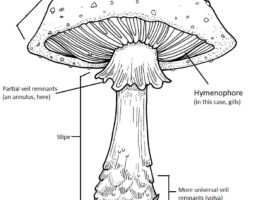 mushroom diagram