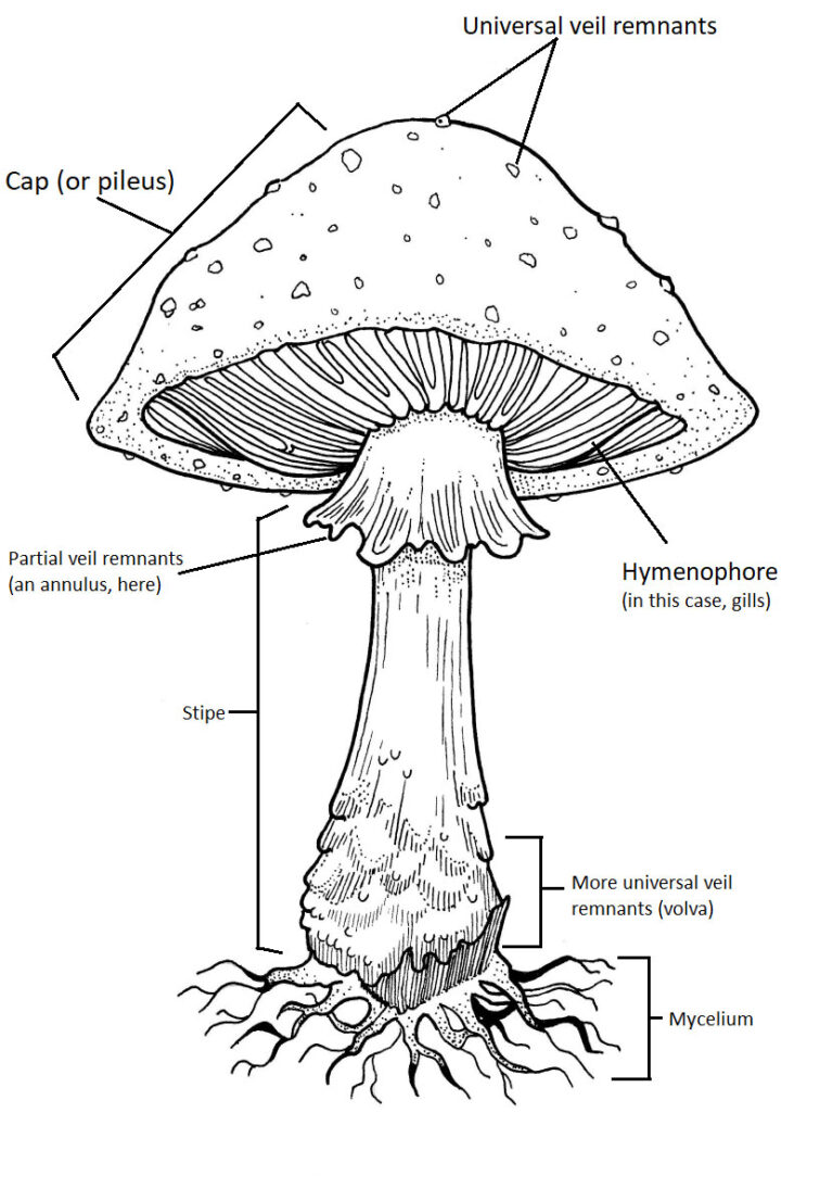 mushroom diagram