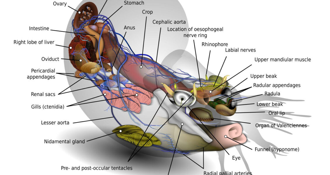Nautilus diagram
