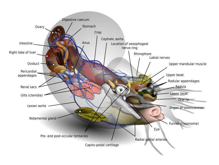 Nautilus diagram