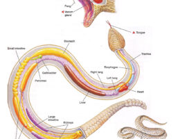 Snake diagram