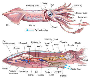 squid diagram