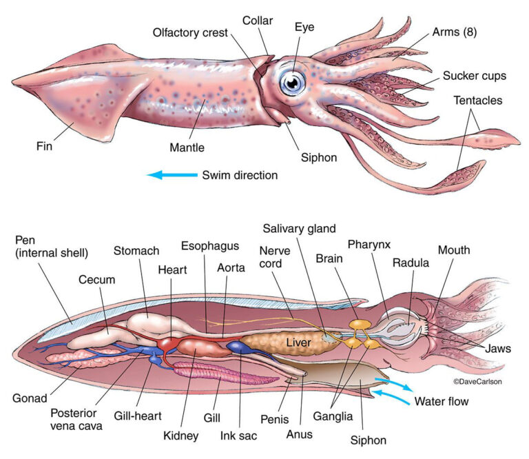 squid diagram