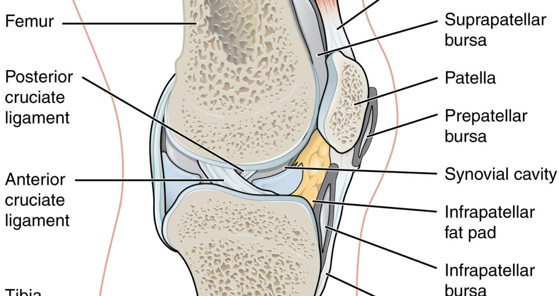 synovial joints diagram
