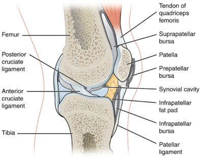 synovial joints diagram