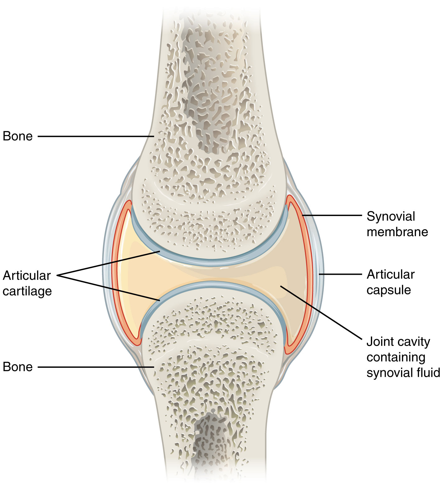 synovial joints diagram