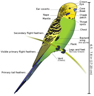 Budgerigar diagram